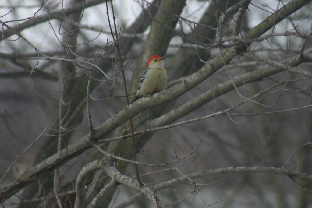 Red Bellied Woodpecker by suzymike