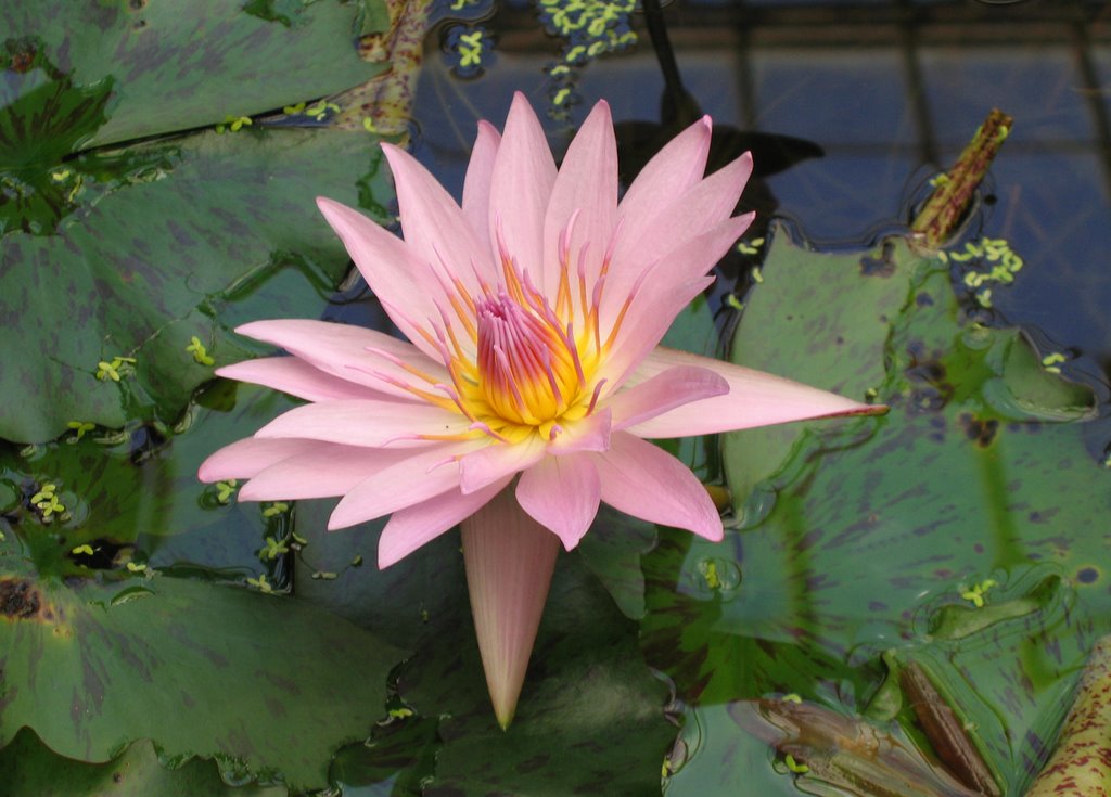 Pink Water Lily by Ria Maat