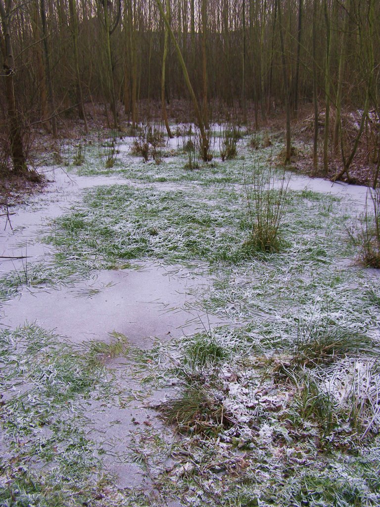 Frozen Grasswamp 1 januarie 2009 by Tombstone65