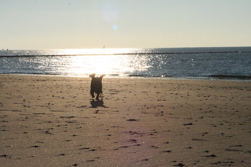 Pypeloues op texel by Dirk