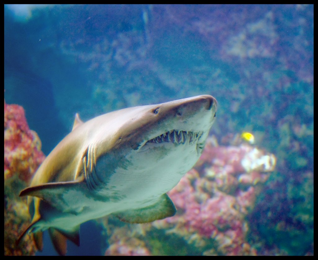 Le grand requin d'Océanopolis by jérôme bastianelli