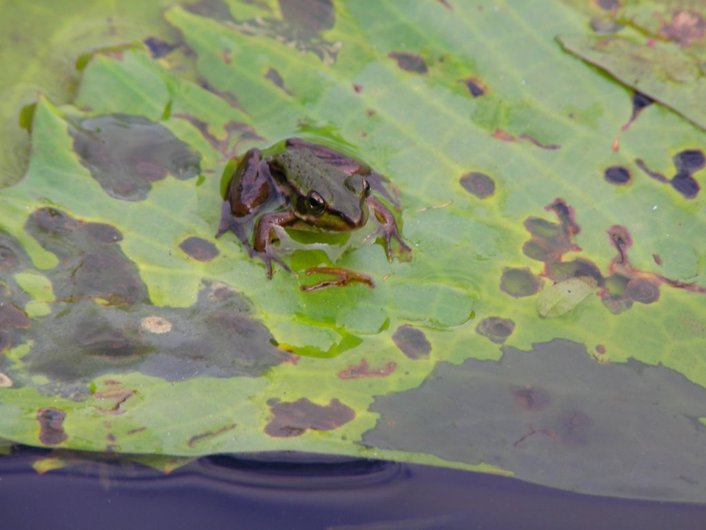 ☆Little Frog☆ by Axl Bach