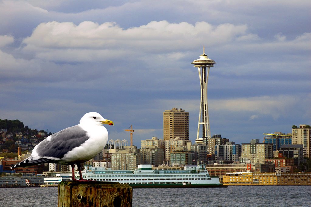 A Seattle Gull by TheEngineer