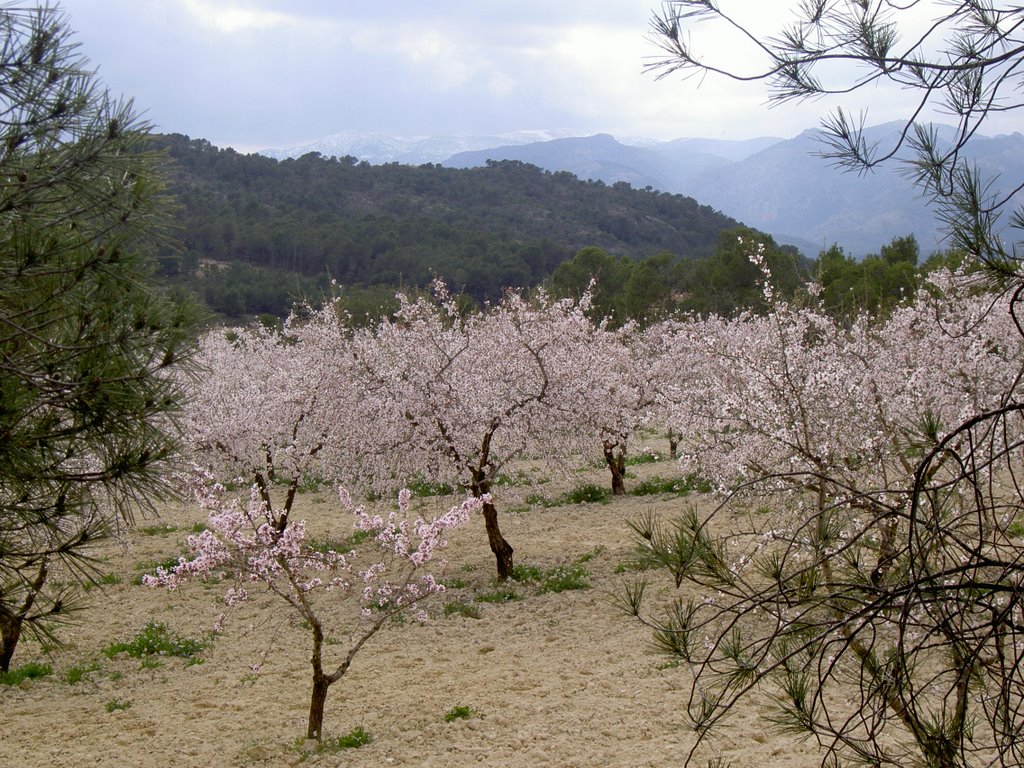 Almendros en flor by Mancomunidad de Sier…