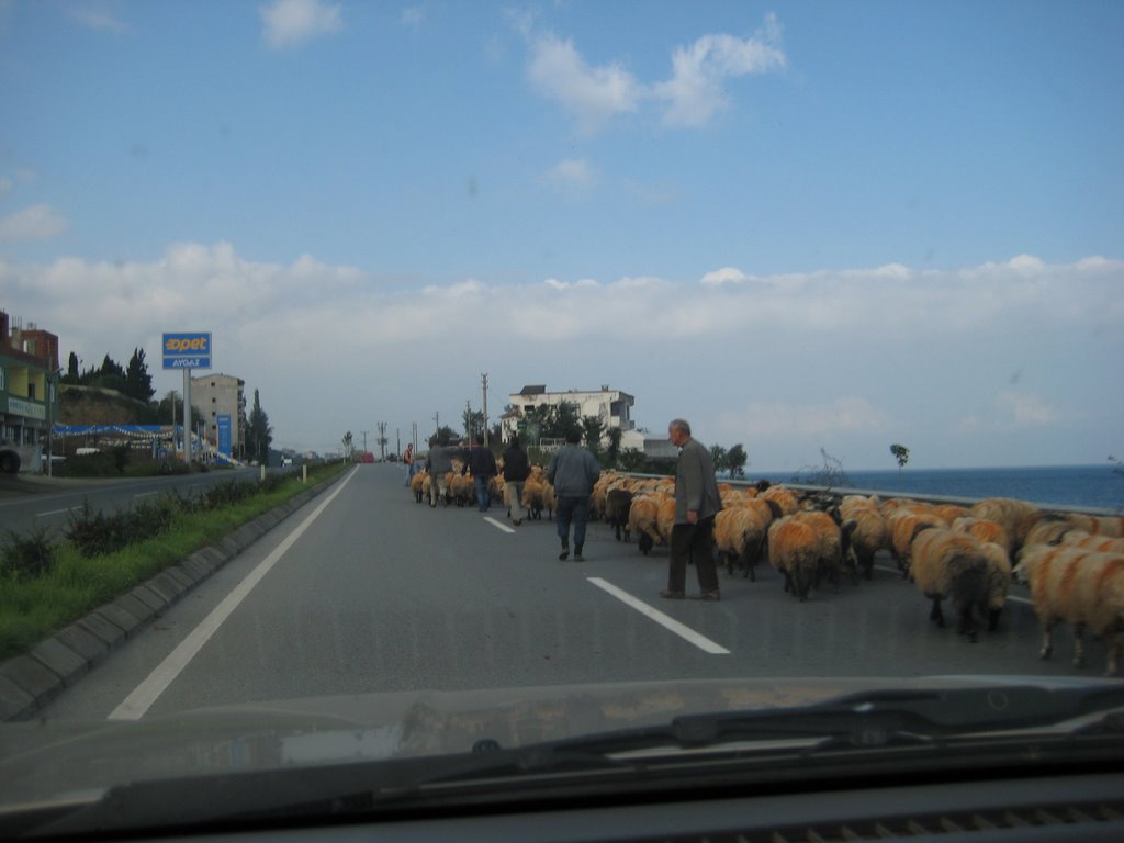 Akcaabat sheep herd on the highway by Tuncay Yavuz