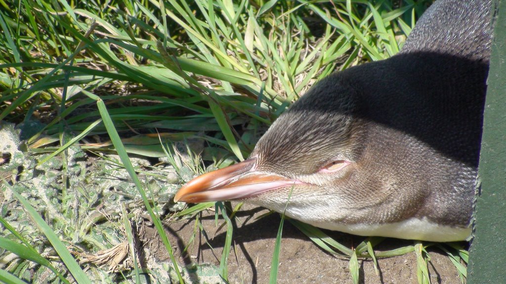 Peninsula de Otago (New Zealand) Pinguino by tocara