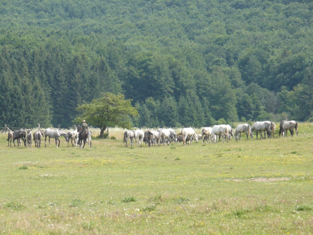 Nagymező, Lipicai ménes by mosolygósgyilkos