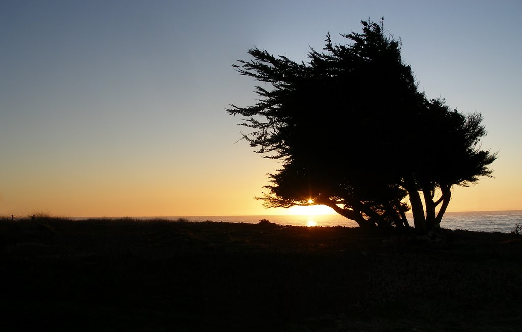 Piedras Blancas Cypress Tree 12-31-08 by keavenm