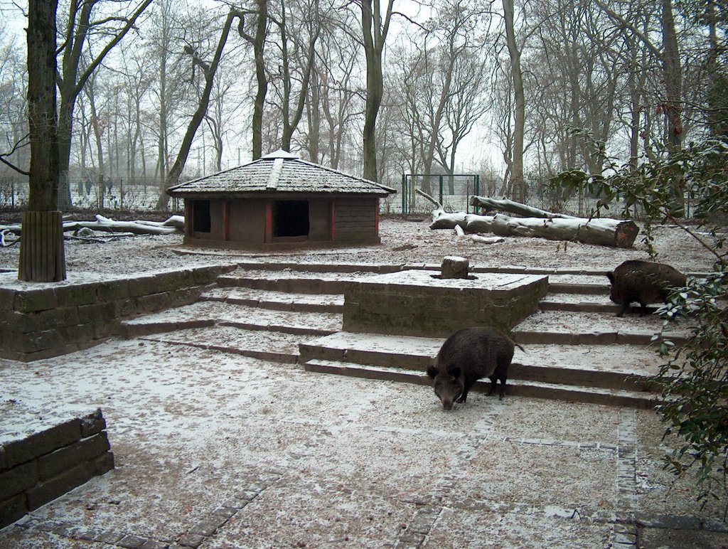 Tierpark: Wildschweine by Kremmel