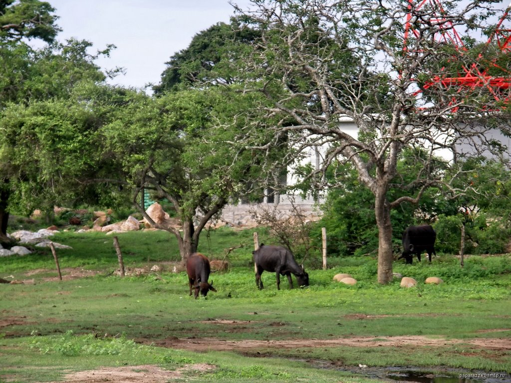 Sri Lanka Yala National Park by Paparazzi Stas