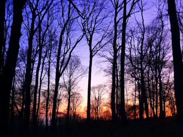 Abends im Wald / wieczor w lesie by elazago