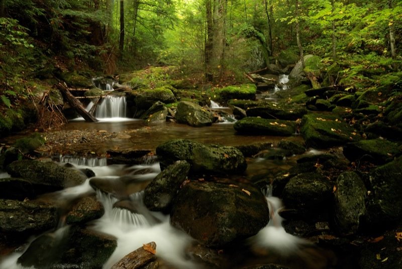 Forest City Trail near Camel's Hump Mt. by Christian Arthur