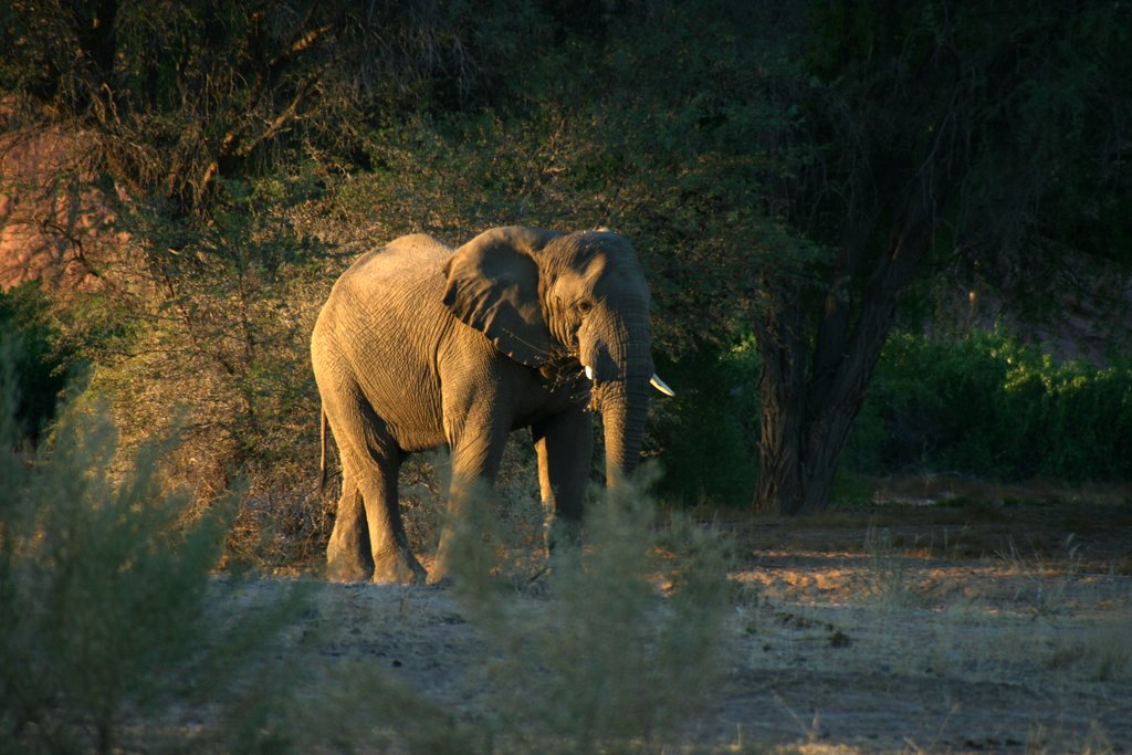 Desert Elephant In Brandberg by roland.manders