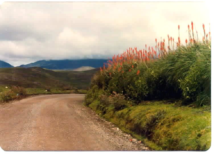 Camino y flores by Francisco Bianchi