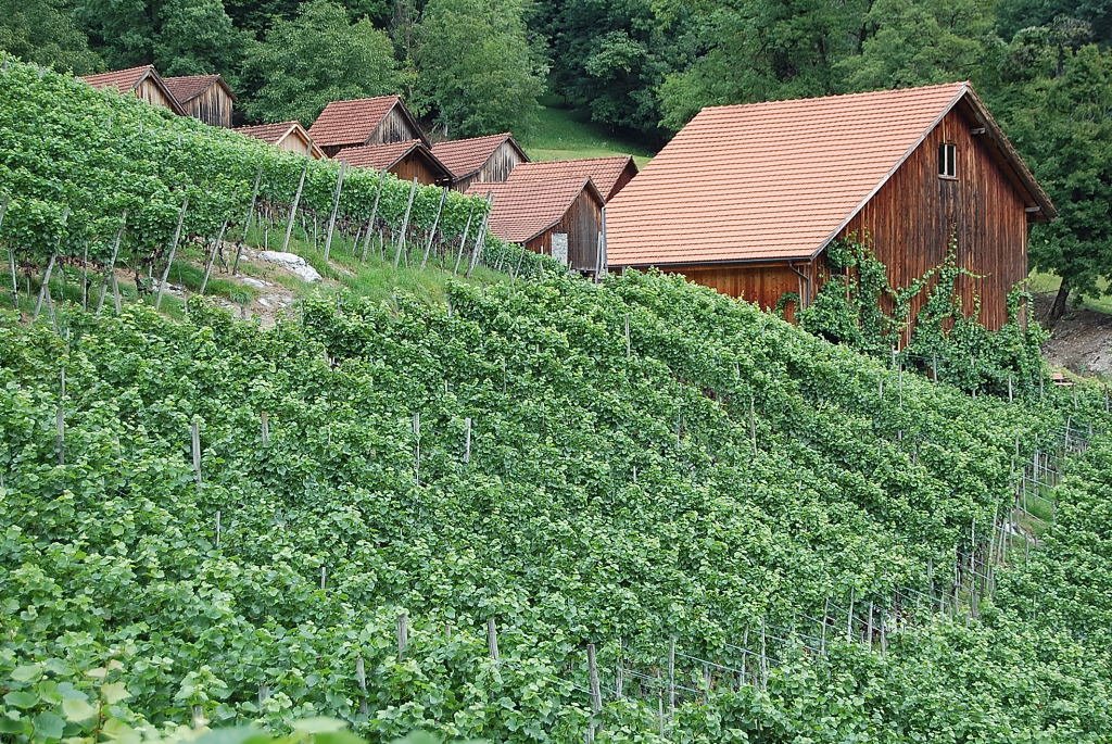 Weinbau am Walensee by Dieter Holliger