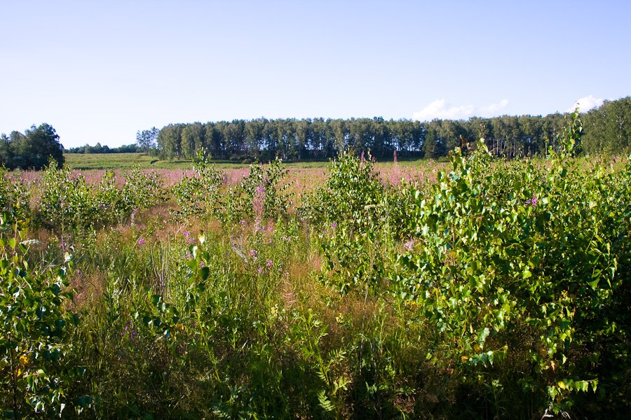 Ramensky District, Moscow Oblast, Russia by Constantin Voutsen