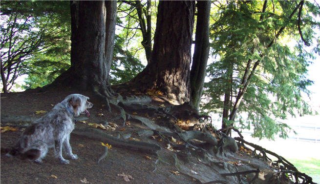 Forest view of owens beach by terie