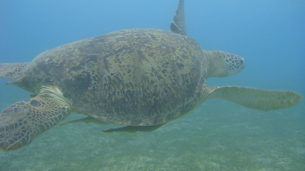 Diving Pandan Sea turtle by bryashko