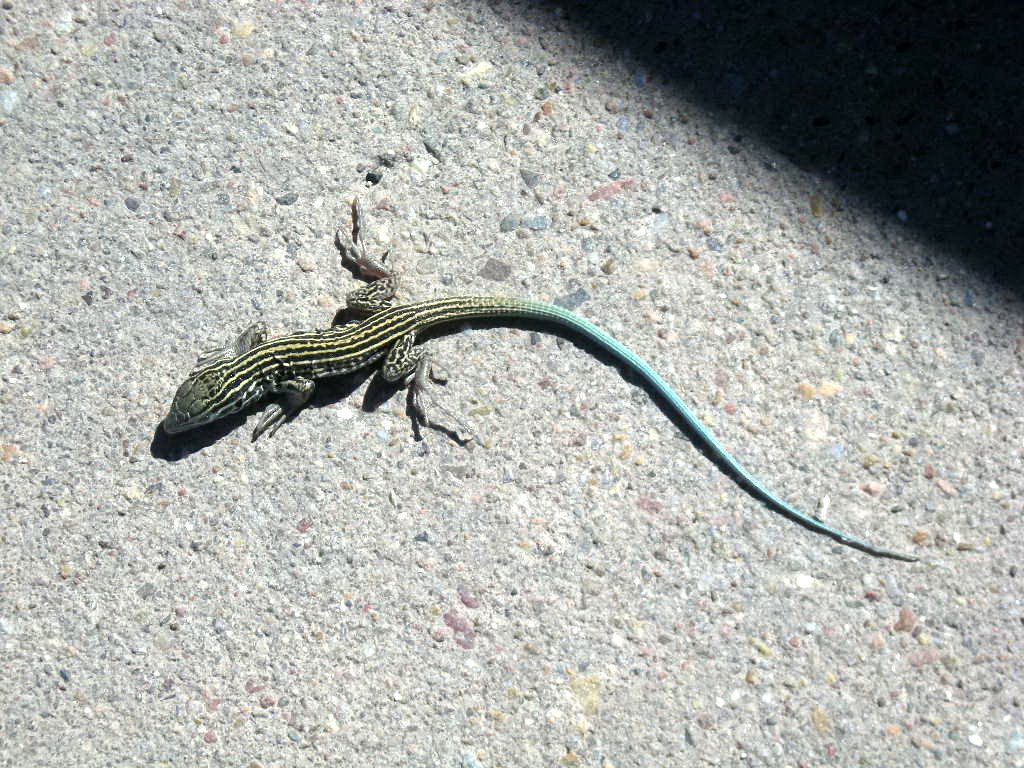 Lizard-Petrified Forest NP by eliot_garvin