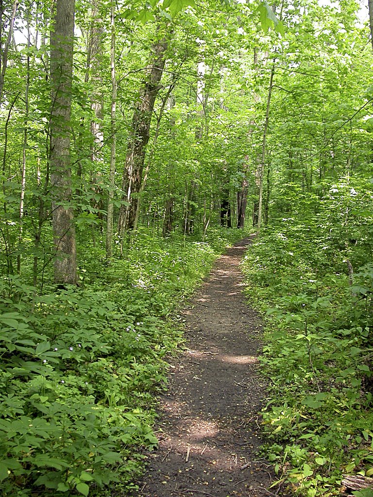 Collier Park, Seneca County, Ohio by Tim Hewett