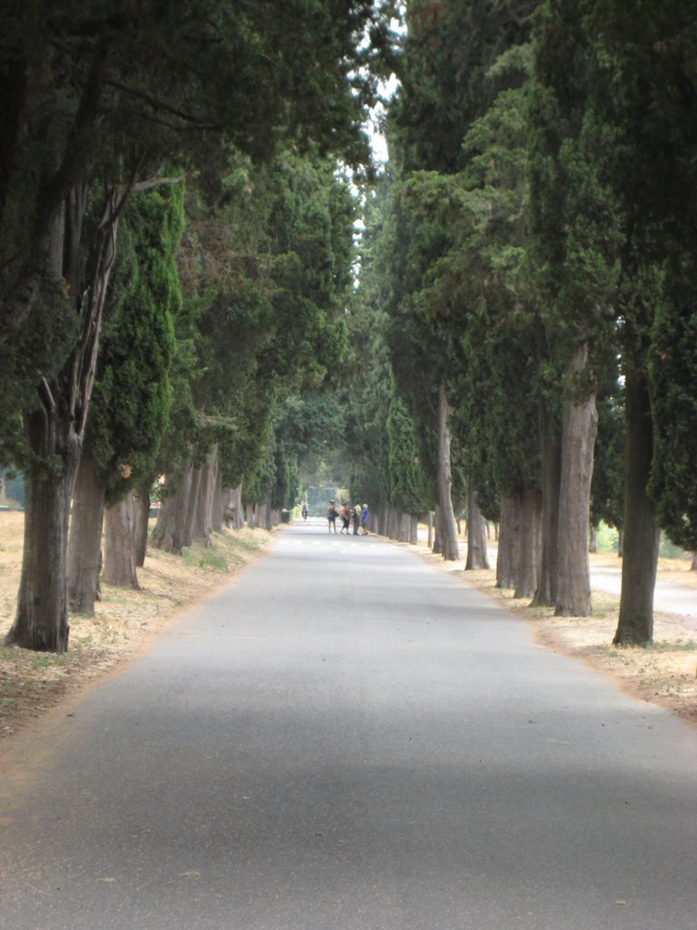 Trees near Catacombe di San Sebastiano‎ by davechad