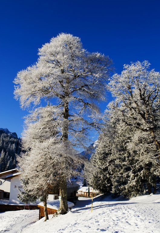 Winter Tree by Catron Photography