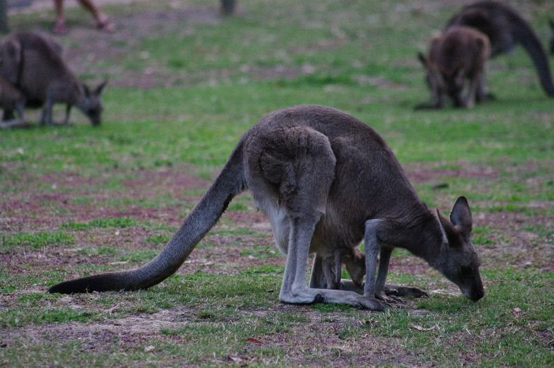 Ein Känguruh in Halls Gap by Dralli