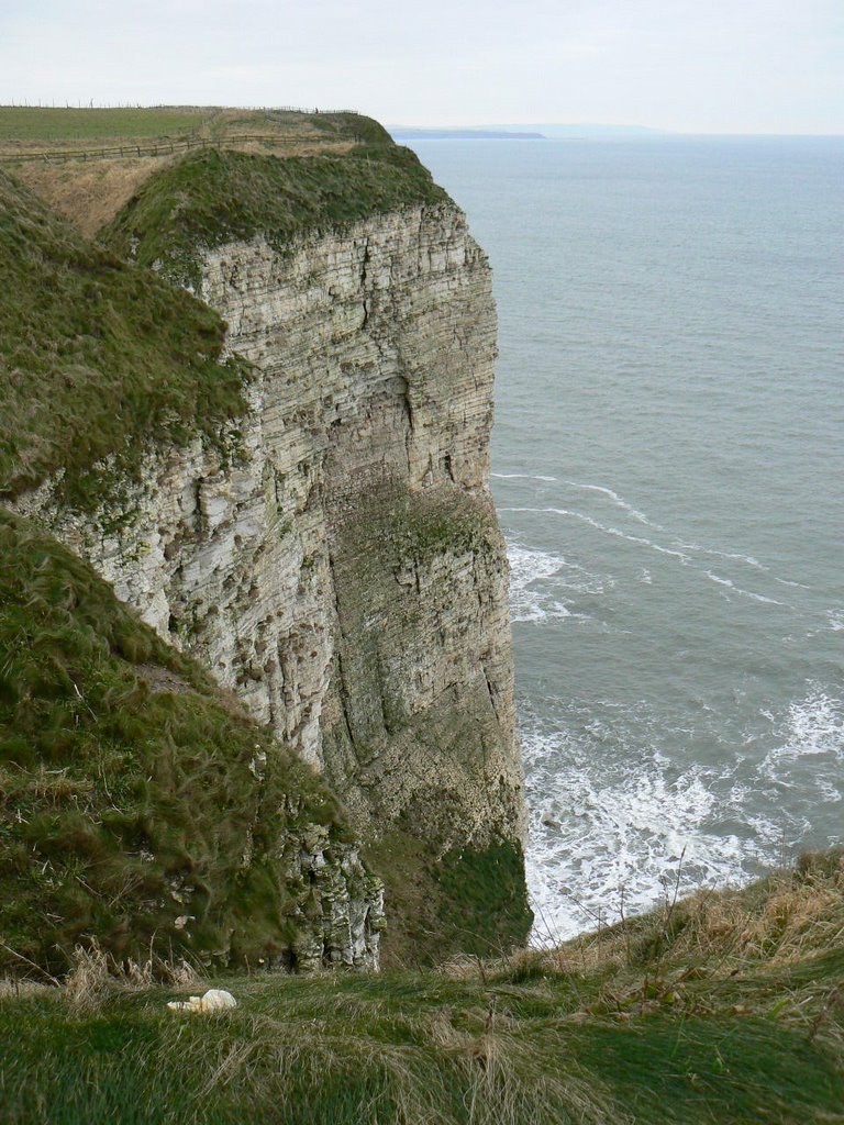 Bempton Cliffs by downhill