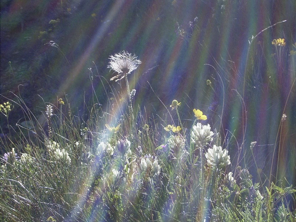 Langkofel, am Wegrand by Andreas Bunte