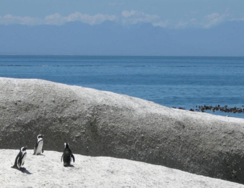 Penguins sunbathing in the sun Oct 07 Boulders Beach by A Fleming