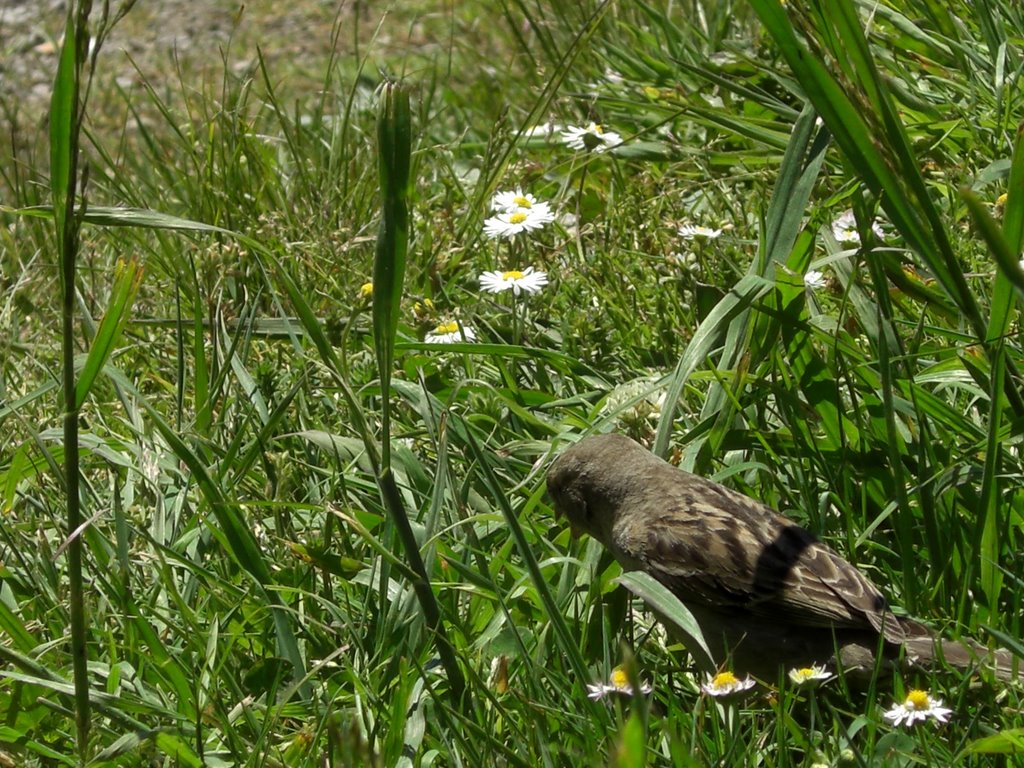 Hungry bird by Ollie Downing