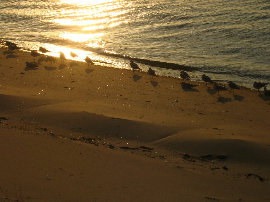 Shore birds by mistermullet1952