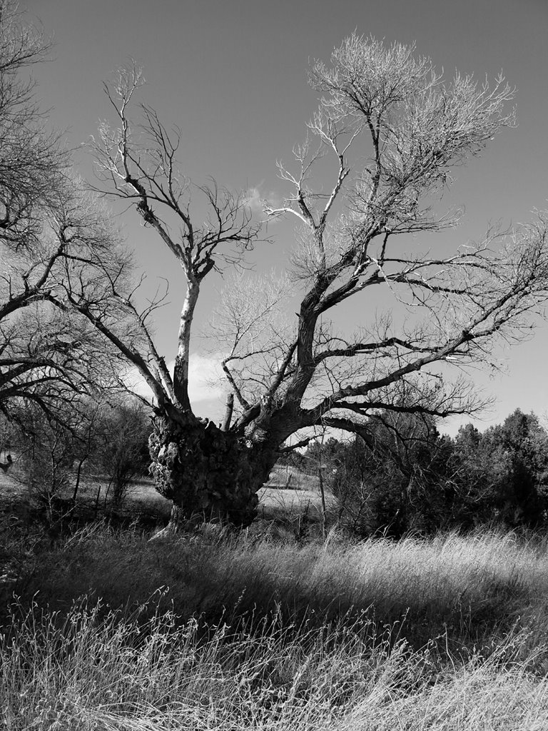 Ancient Cottonwood #4 by D.M. Thorne