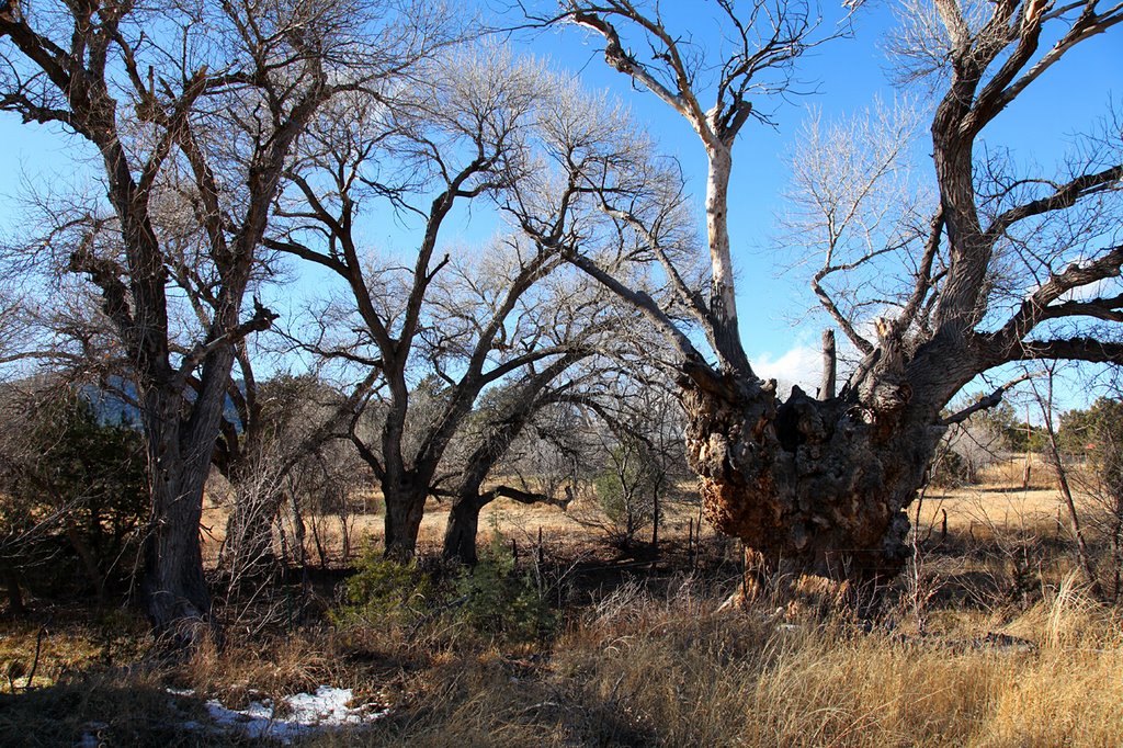 Cottonwoods in Meadow by D.M. Thorne