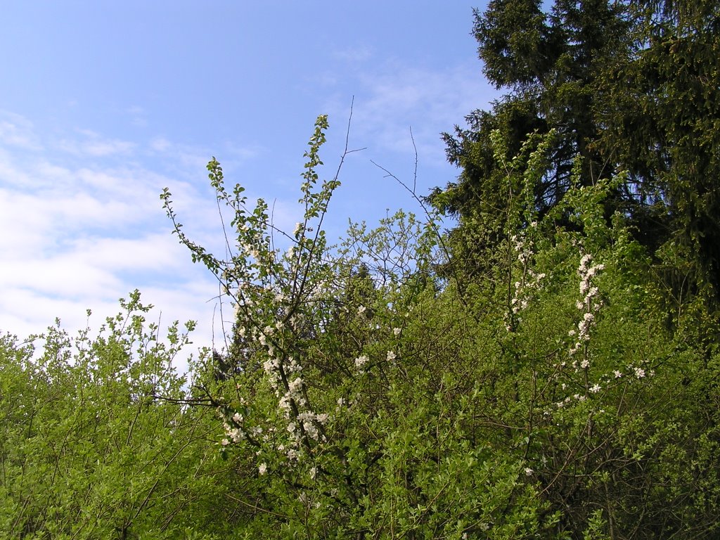 Blühender Hochmoor(rand)-Wildapfel (Malus sylvestris) by Peter Stucken