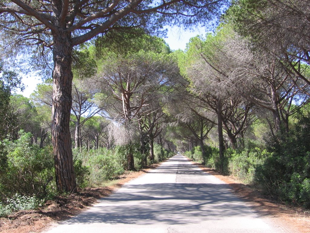 Strada verso Marina di Alberese by Malicav