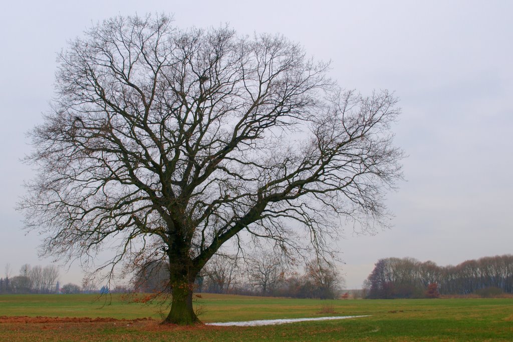 Baum mit Landschaft by Dieter Debus