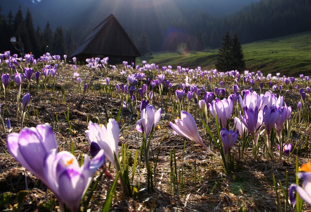 Krokusy w dolinie Chochołowska_Tatry by ela_electric