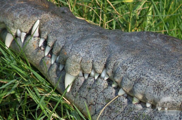 Gators and crocs can be found at Brevard Zoo by Sawman