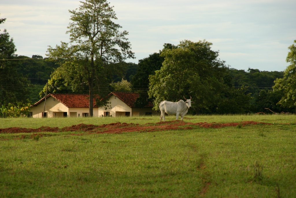 Landscape with cattle by arpad koszka