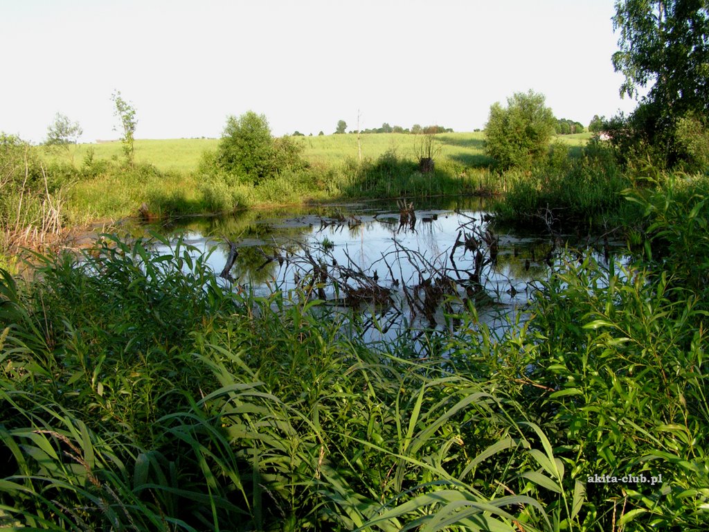 Przesławki by akita-club.pl