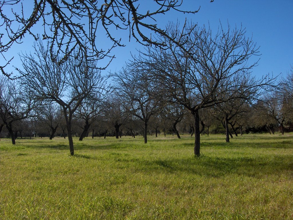 Almendros en Binidalí by barbara salva