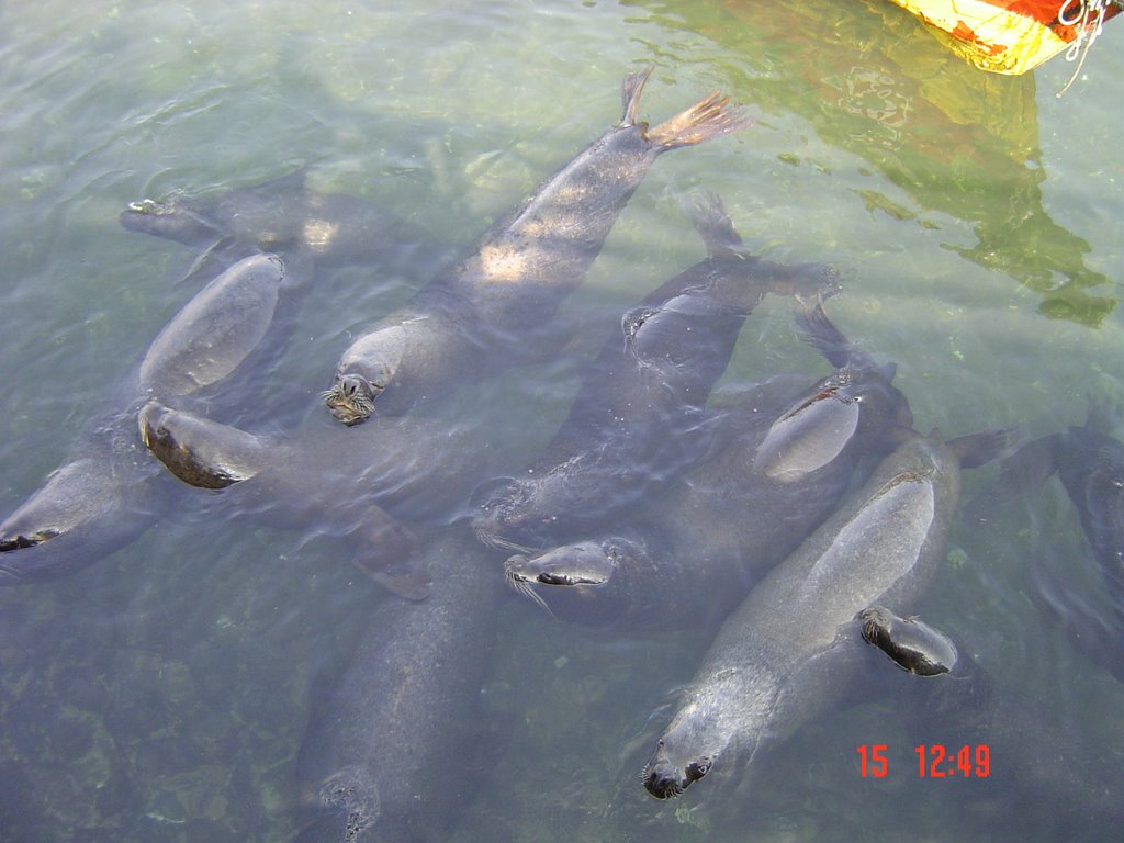 Lobos Caleta Pescadores by Panchito Rey