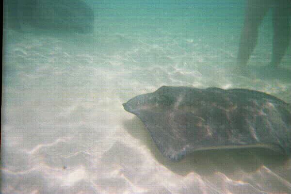 Stingray City by fletchlives