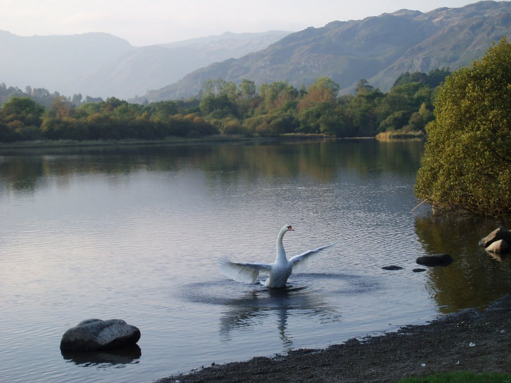 Swan lake – Elter Water by Ibshadow