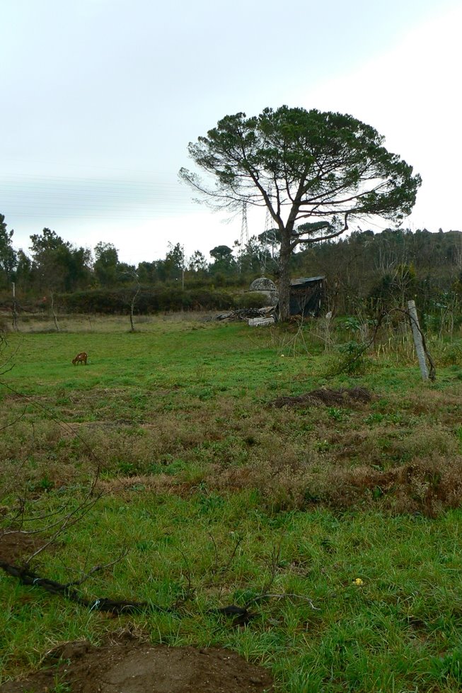 Mina do Dr. Amorim next to a pine tree with a goat enjoying the grass by Johan “Benke” Veiga …