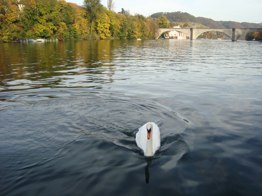 Herbststimmung mit Schwan by Hardy