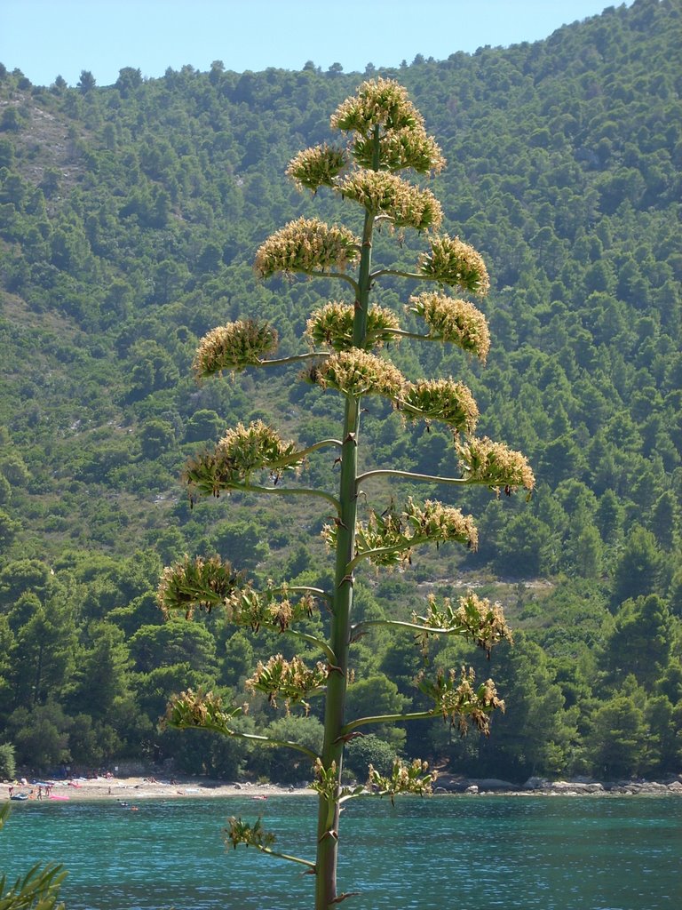 Agave by mattkay