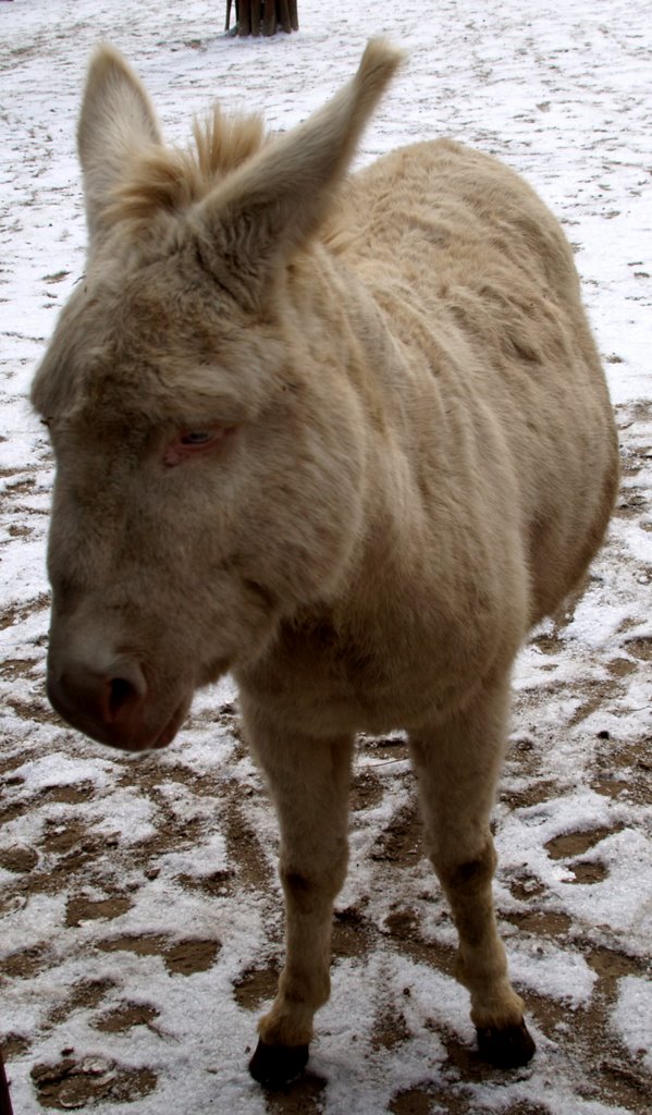 A szomorú by György Nehrer