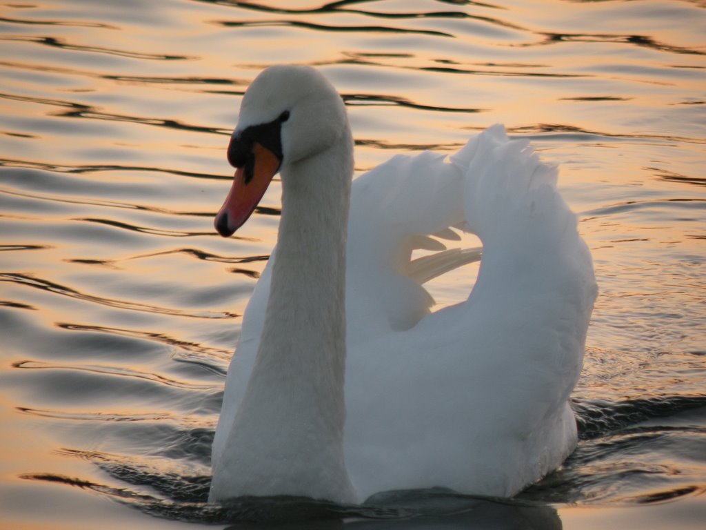 Labud - Swan by Tihomir Gržinčić